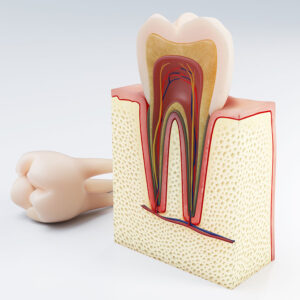 Anatomia dei denti
